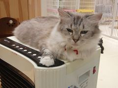 -藏猫猫咖啡主题馆(中央大道店)