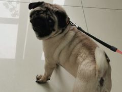 -安安宠医·臻爱宠物医院(簇锦北路分院)