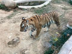 -泉州海丝野生动物世界