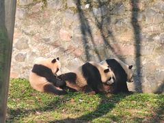 -都江堰中华大熊猫苑