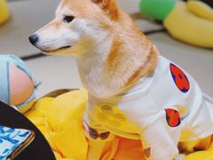 -逗柴咖啡屋·狗咖猫咖宠物桌游