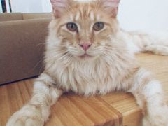 -李小姐の猫咖啡馆(五角场店)