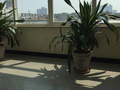 -天津医科大学肿瘤医院(本部院区)