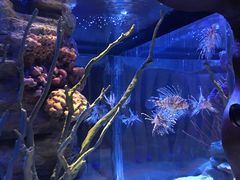 -暹罗海洋世界
