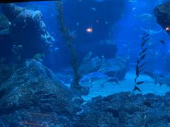 -暹罗海洋世界
