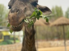 -北京野生动物园