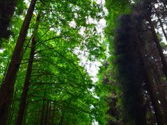 -山王坪喀斯特国家生态公园