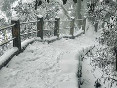 -天目山大树王景区