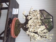 iphone_upload_pic-香雪海