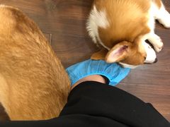 -柯斗斗主题餐厅·狗咖·围炉煮茶·茶饮(国瑞升平里店)