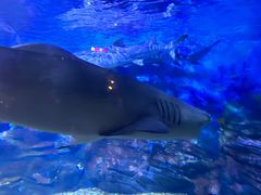 -烟台海昌鲸鲨海洋公园