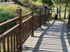 -合肥滨湖国家森林公园