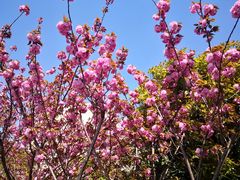 -高东镇樱花园