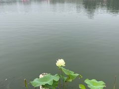 -莲花池公园