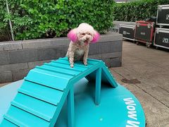 -天宠宠物医院24小时·急重症诊疗中心·全科·腔镜特色(和平分院)