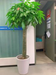 -联合丽格·张菡丽格医疗美容