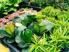 -溪岸路花鸟市场