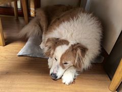 -瑞派申生动物医院·24H夜诊·国际动物医疗中心·骨外科(吴中路店)