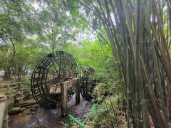 -大屏嶂森林公园
