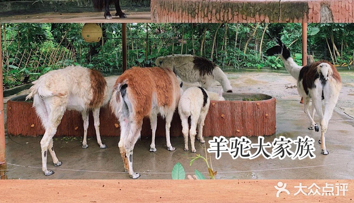 深圳|假日出游·野生动物园里的憨憨们在等你👋🏻