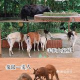 深圳|假日出游·野生动物园里的憨憨们在等你👋🏻