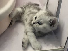 -喵的天空名猫咖啡馆·撸猫·猫舍·用品