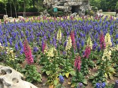 -上海鲜花港