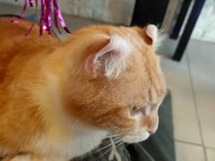 -平行世界·猫咖(首经贸店)