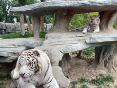 -北京野生动物园