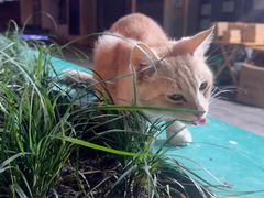 -舒小笼松针小笼包