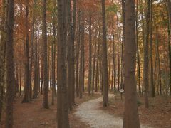 -上海海湾国家森林公园