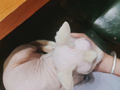 -猫小院猫主题餐厅(三里屯店)