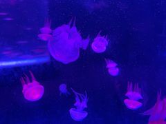 -北戴河圣蓝海洋公园