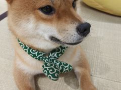 -逗柴咖啡屋·狗咖猫咖宠物桌游