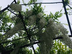 -嘉定紫藤园