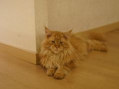 -猫腻·猫咖·撸猫馆(星光大道店)