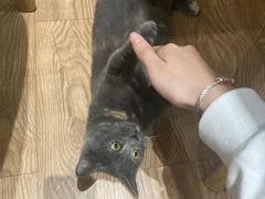 -猫色咖啡·猫咖