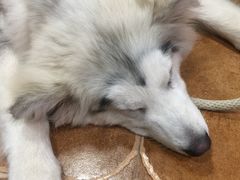 -李小姐の猫咖啡馆(五角场店)