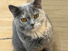 -COLOR PETS 撸猫馆·购猫·猫咖(长风大悦城店)