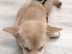 -浣熊柯尔鸭土拨鼠·电玩咖