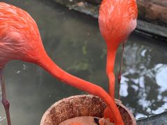 -海南热带野生动植物园