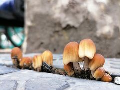 -三叶眼镜城(青云路店)