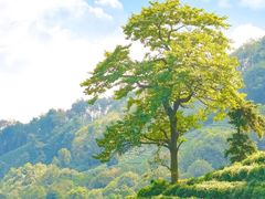 -十八棵（老龙井）御茶园(老龙井店)