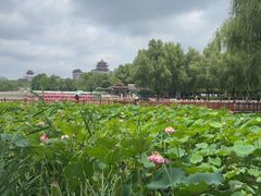 -莲花池公园