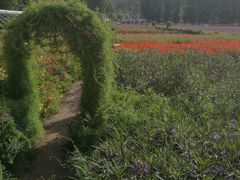 -紫海香堤香草艺术庄园