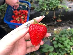 -聚缘草莓瓜果采摘基地(堵家村2店)