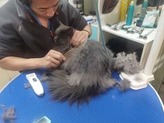 -西安京西宠物医院·瘫痪·疑难杂症