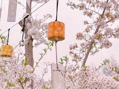 -顾村公园
