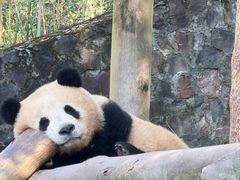 -都江堰中华大熊猫苑