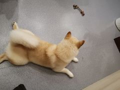 -喜柴咖啡·柴犬狗咖